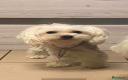 Maltese dogs for sale: Korean line Maltese puppies - Image 5