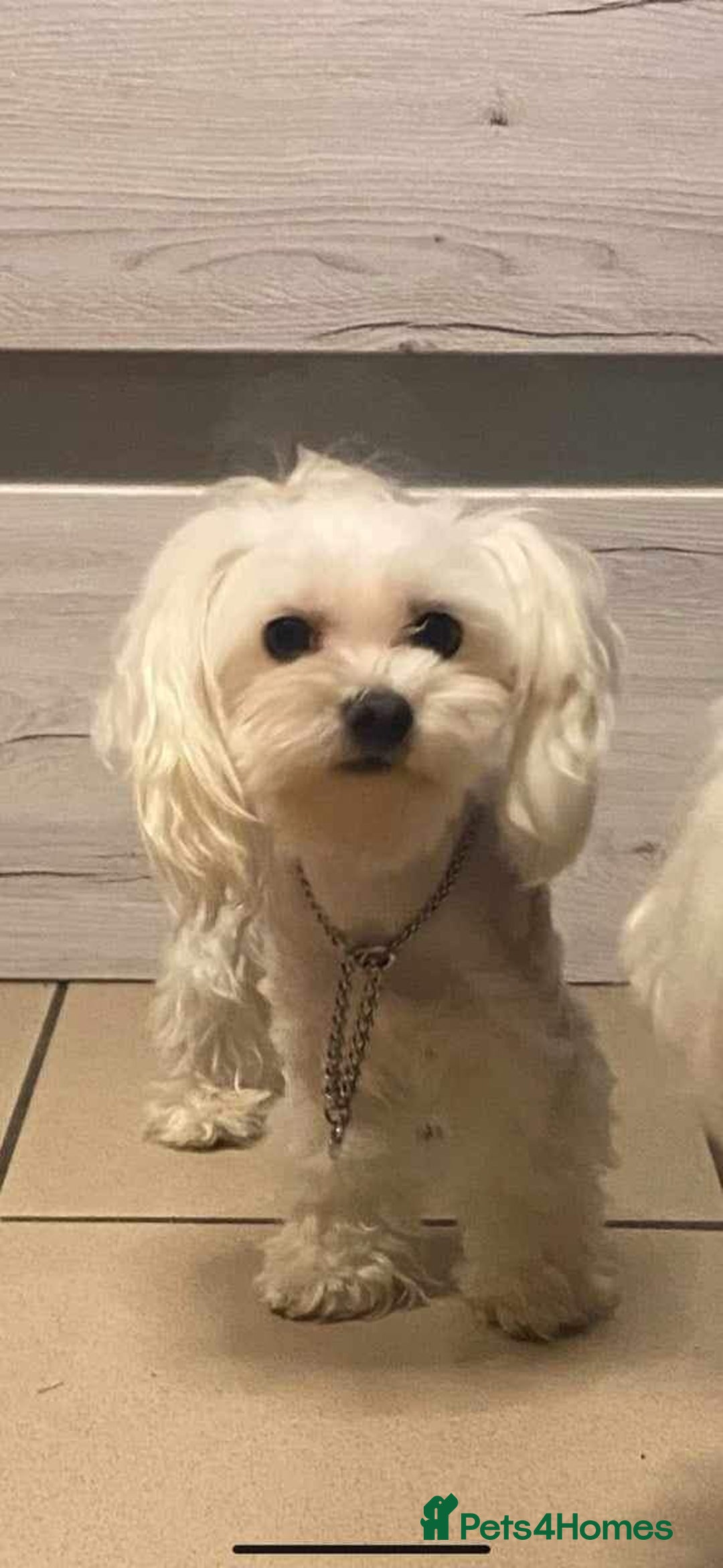 Maltese dogs for sale: Korean line Maltese puppies - Image 5