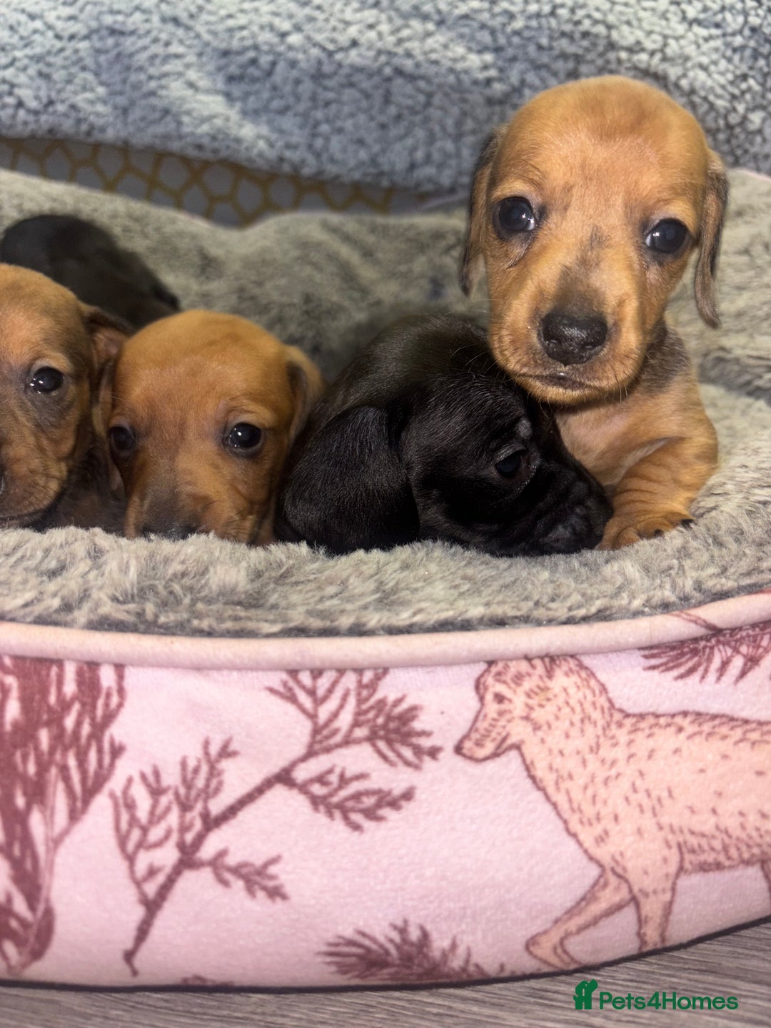Miniature Dachshund dogs for sale: Miniature dachshunds  - Advert 3