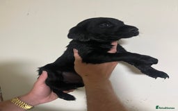 Labrador Retriever dogs for sale: 7 Labrador Puppies - Image 7