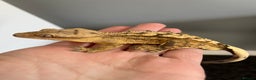 Gecko reptiles for sale: Apollo the Crested Gecko - Advert 1