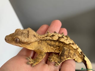 Gecko reptiles Apollo the Crested Gecko - Advert 1