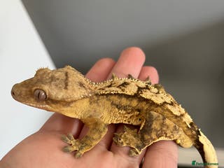 Gecko reptiles Apollo the Crested Gecko - Advert 13