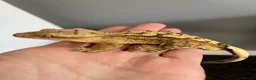 Gecko reptiles for sale: Apollo the Crested Gecko - Advert 1