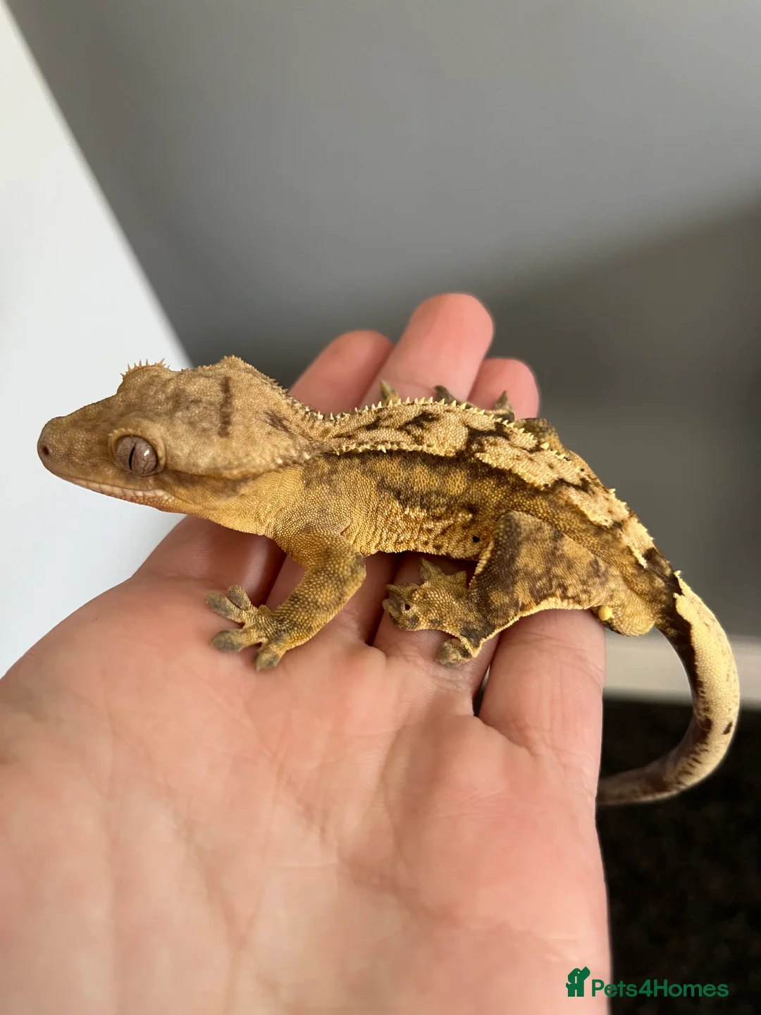Gecko reptiles for sale: Apollo the Crested Gecko - Advert 1