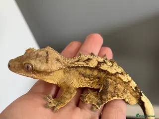 Gecko reptiles Apollo the Crested Gecko - Advert 19