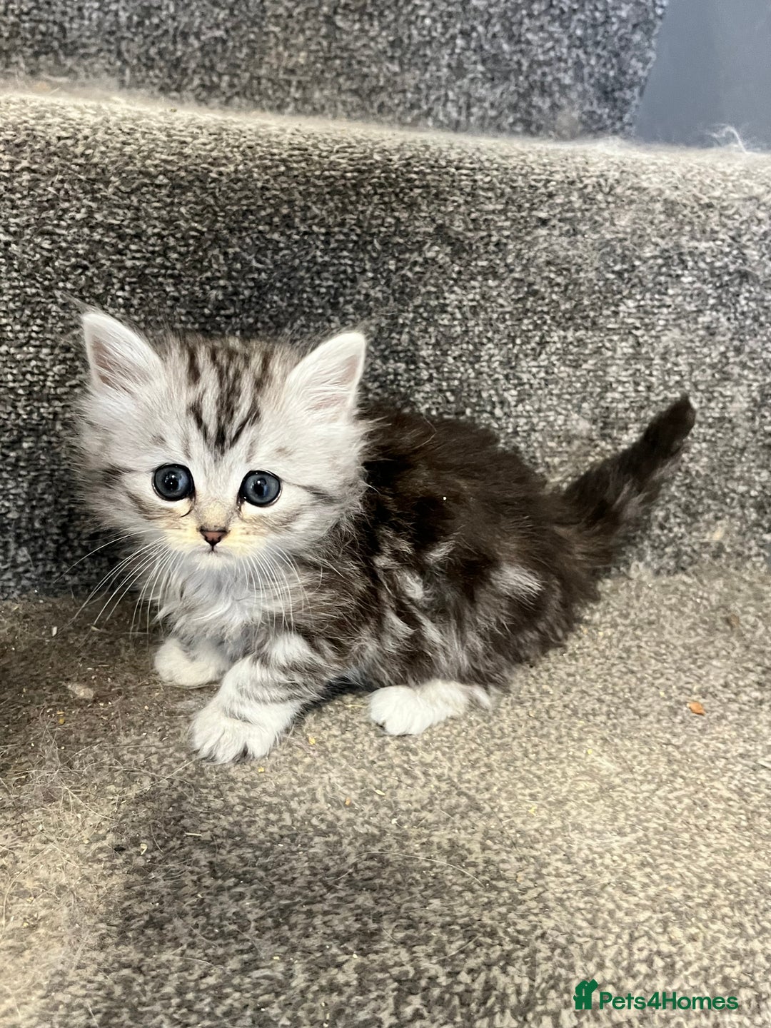Maine Coon cats for sale: 3/4 Maine coon x kittens - Image 10