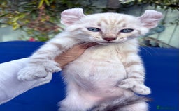 Bengal cats for sale: Gob smacking rare kittens  - Image 16