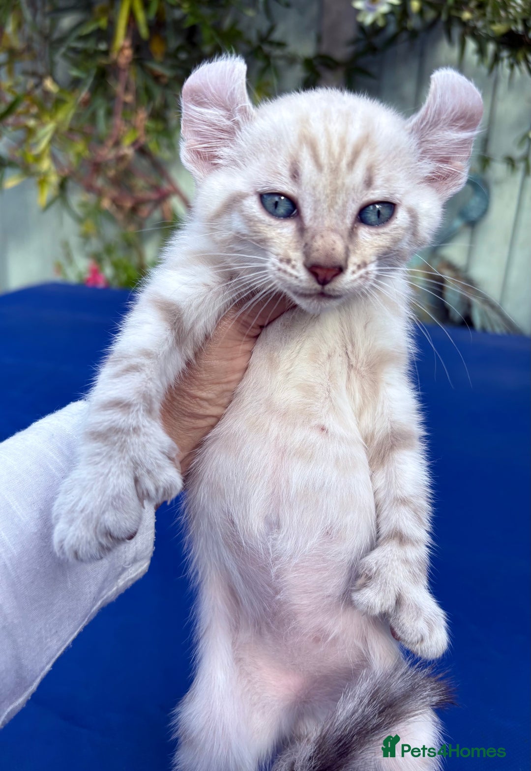 Bengal cats for sale: Gob smacking rare kittens  - Image 16