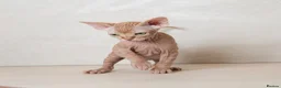 Sphynx cats for sale: Rare tabby champion Sphynx kittens  - Advert 18