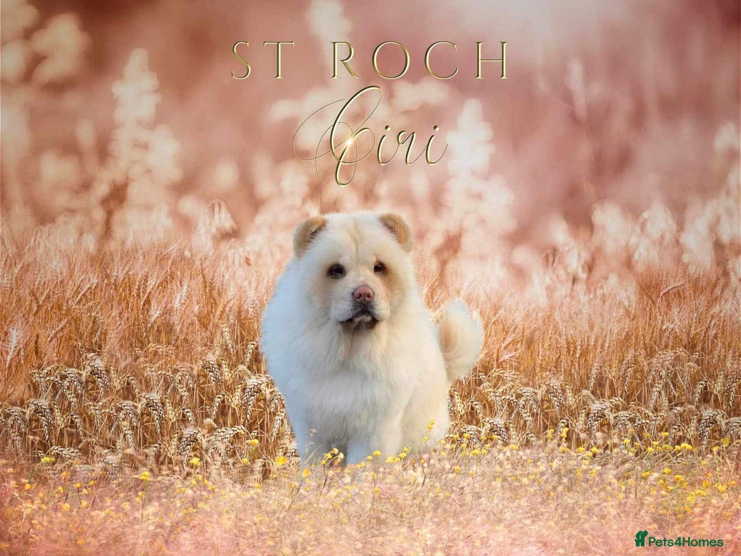 Chow Chow dogs for sale: Stunning male kc chow chow  - Advert 4