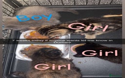 Mixed Breed cats for sale: 4 beautiful kittens  - Advert 1