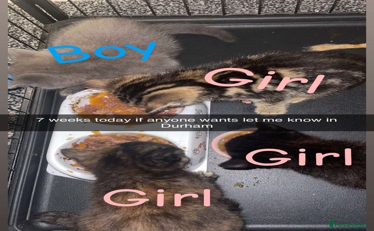 Mixed Breed cats 4 beautiful kittens  - Advert 14