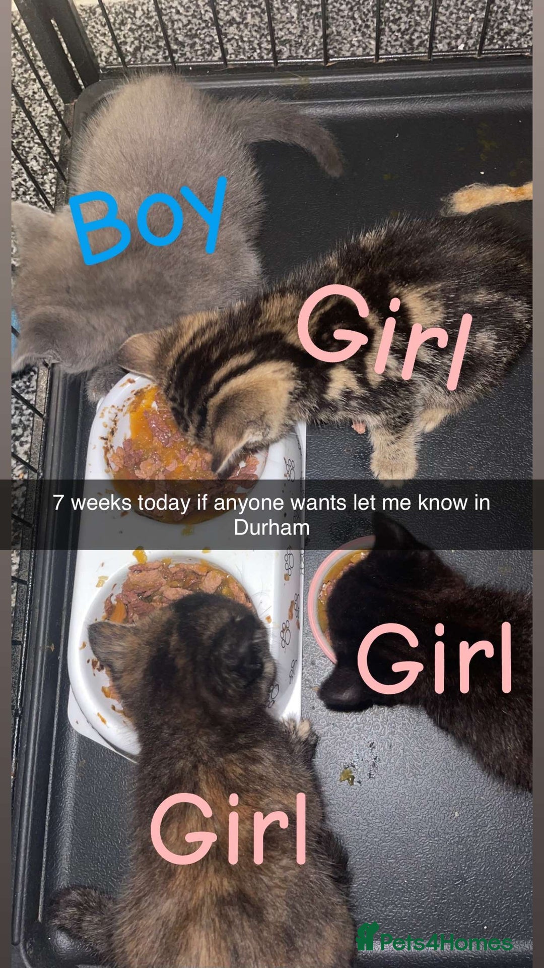 Mixed Breed cats for sale: 4 beautiful kittens  - Advert 1