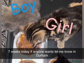 Mixed Breed cats 4 beautiful kittens - Advert 1