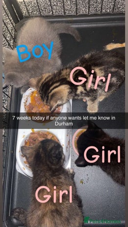 Mixed Breed cats 4 beautiful kittens - Advert 2