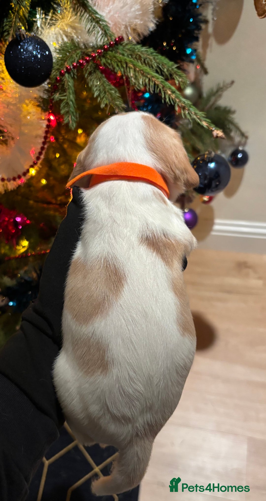 Mixed Breed dogs for sale: Cocker-Jack xCavalier King Charles Spaniel Puppies - Advert 14