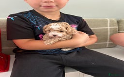 Cavapoochon dogs for sale: 5* Gorgeous F1b Cavapoochons - Image 10