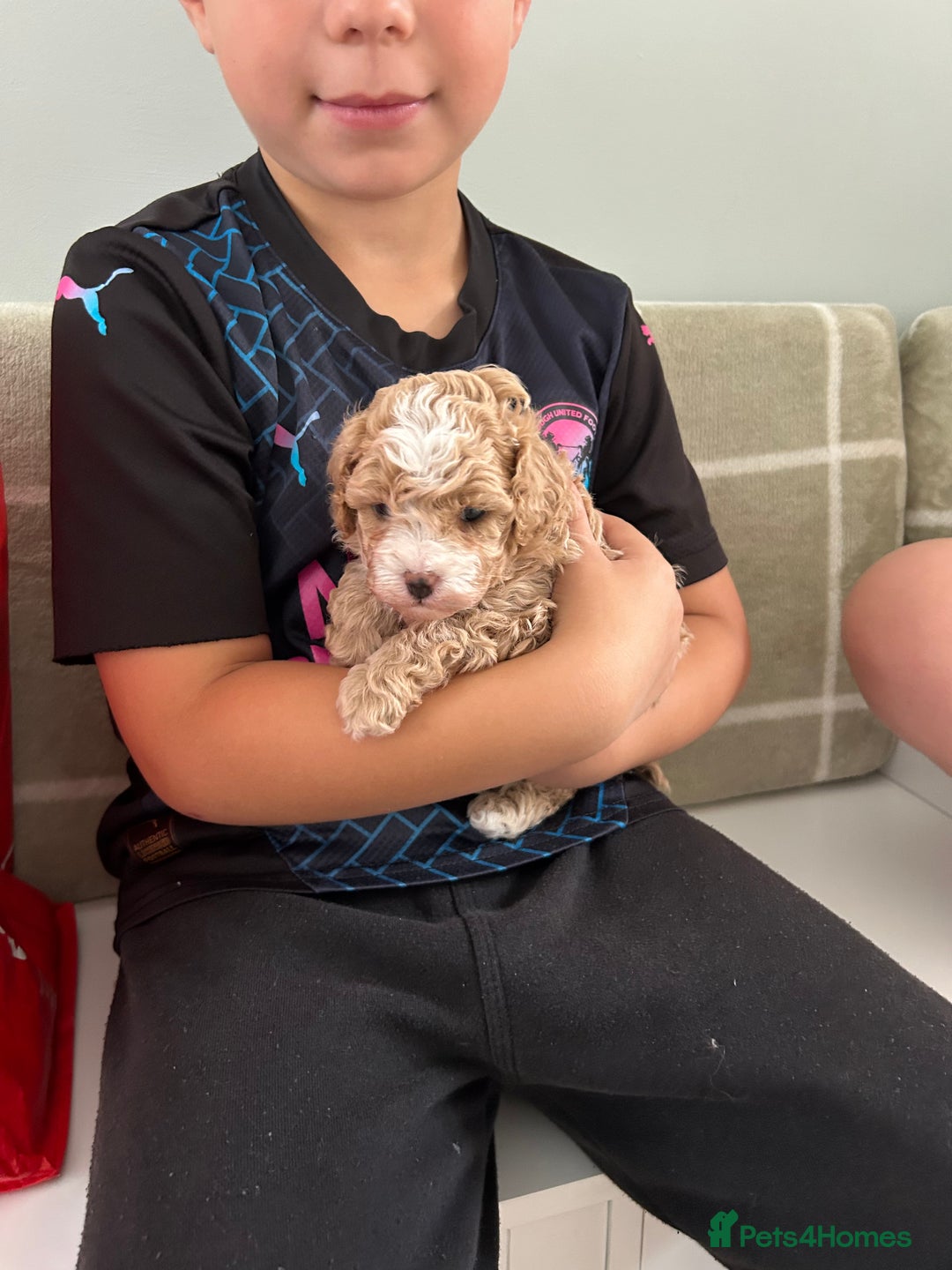Cavapoochon dogs for sale: 5* Gorgeous F1b Cavapoochons - Image 10