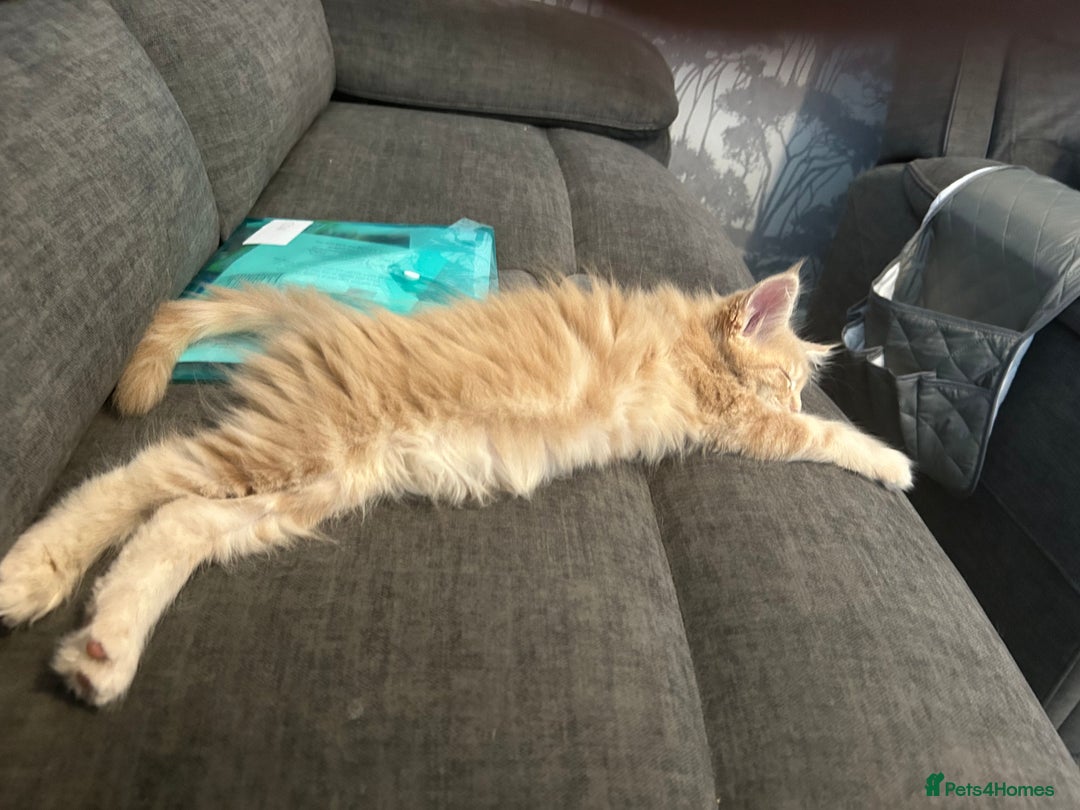 Maine Coon cats for sale: 1 boy is now available and 2 cream girls   - Image 34