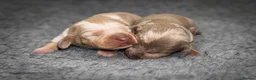 Miniature Dachshund dogs for sale: KC Miniature Dachshund Puppies in Birmingham - Advert 3