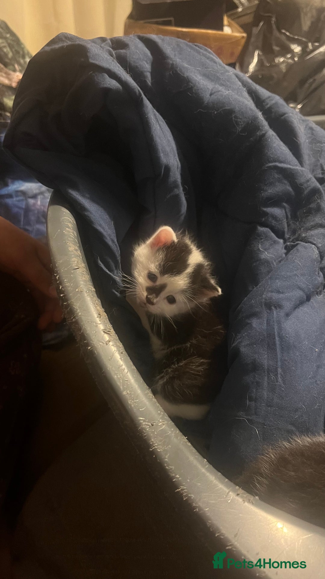 Mixed Breed cats for sale: Kittens in need of a loving forever home - Advert 6