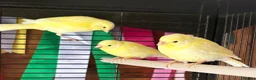 Canaries birds for sale: Canaries - mixed colours  - Advert 2