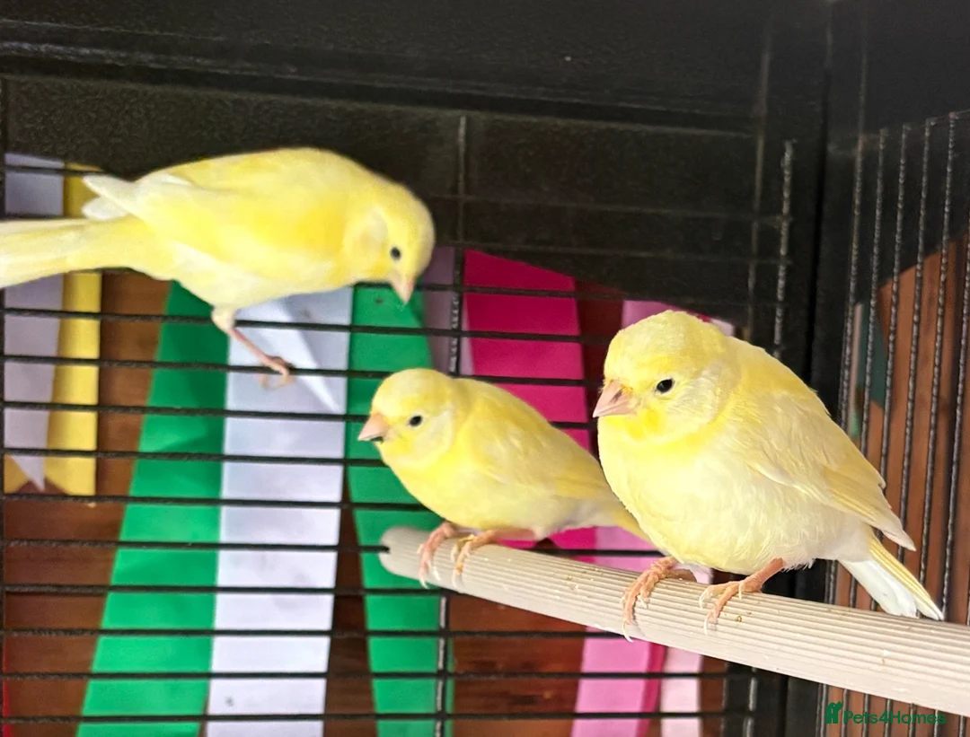 Canaries birds for sale: Canaries - mixed colours  - Advert 2