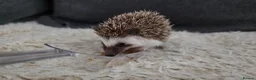 Pygmy Hedgehog rodents for sale: Little boy for sale - Advert 2