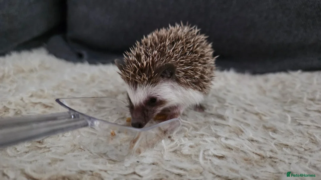 Pygmy Hedgehog rodents for sale: Little boy for sale - Advert 2