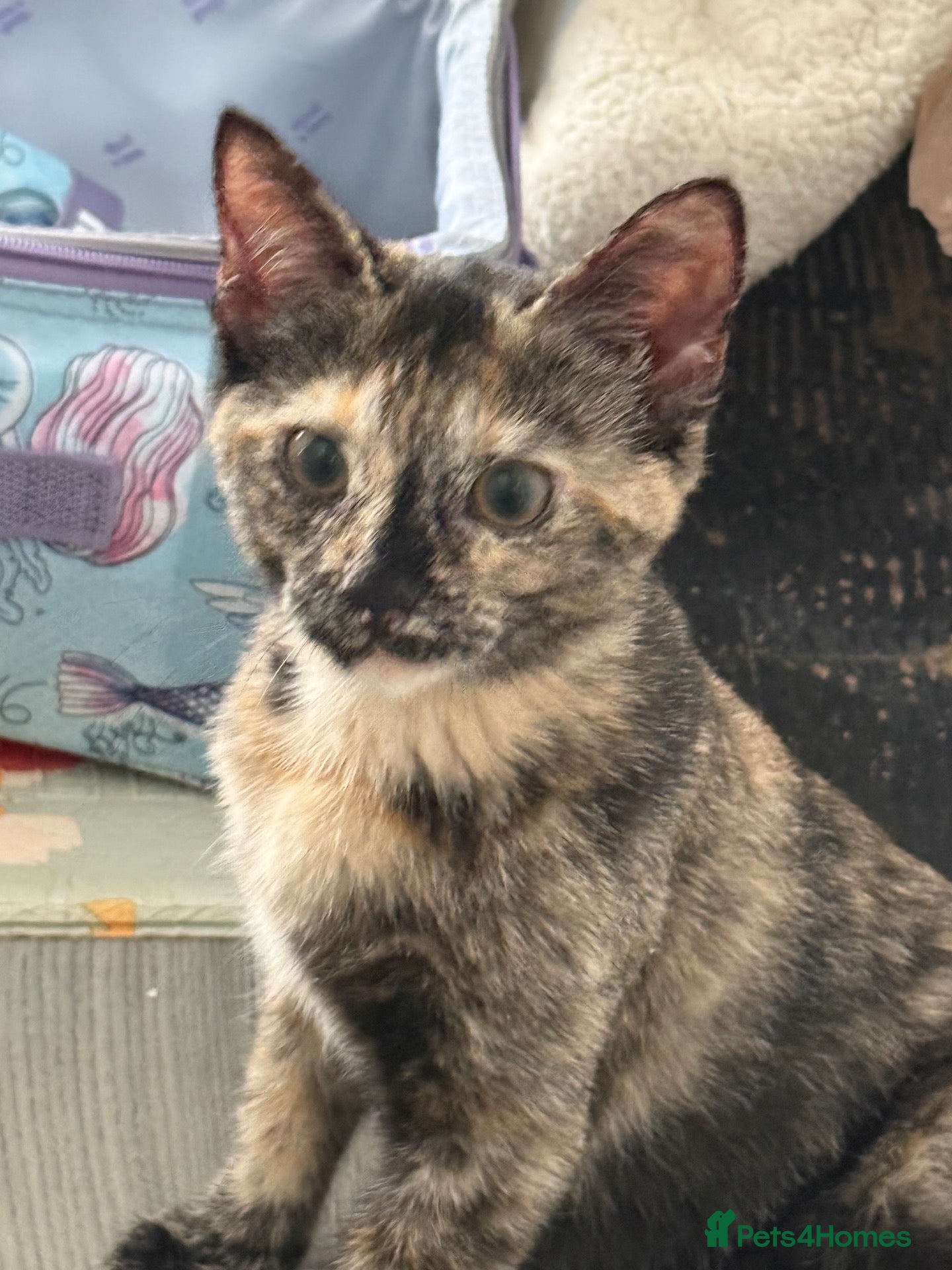 Mixed Breed cats Kittens - Advert 1