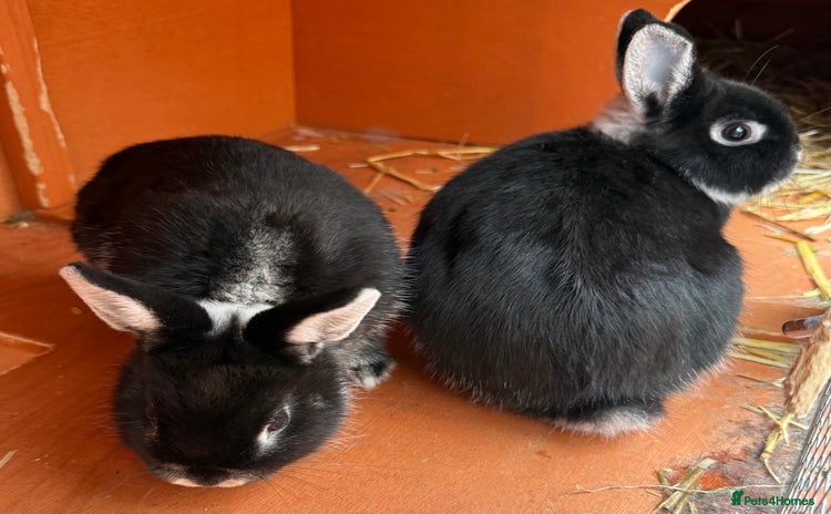 Netherland Dwarf rabbits - Advert 3