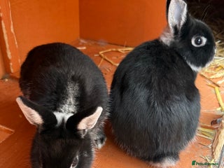 Netherland Dwarf rabbits - Advert 24