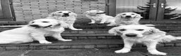 Golden Retriever dogs for sale: KC reg Golden retriever puppies 5* licence - Advert 3