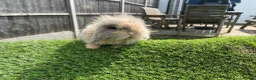 Mini Lion Lop rabbits for sale: Mini Lion Lops for sale  - Advert 11