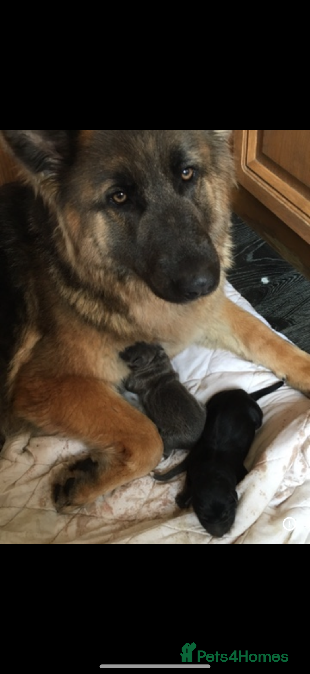 German Shepherd dogs for sale: ⭐️Chunky kc reg GSD pups ⭐️  - Image 8
