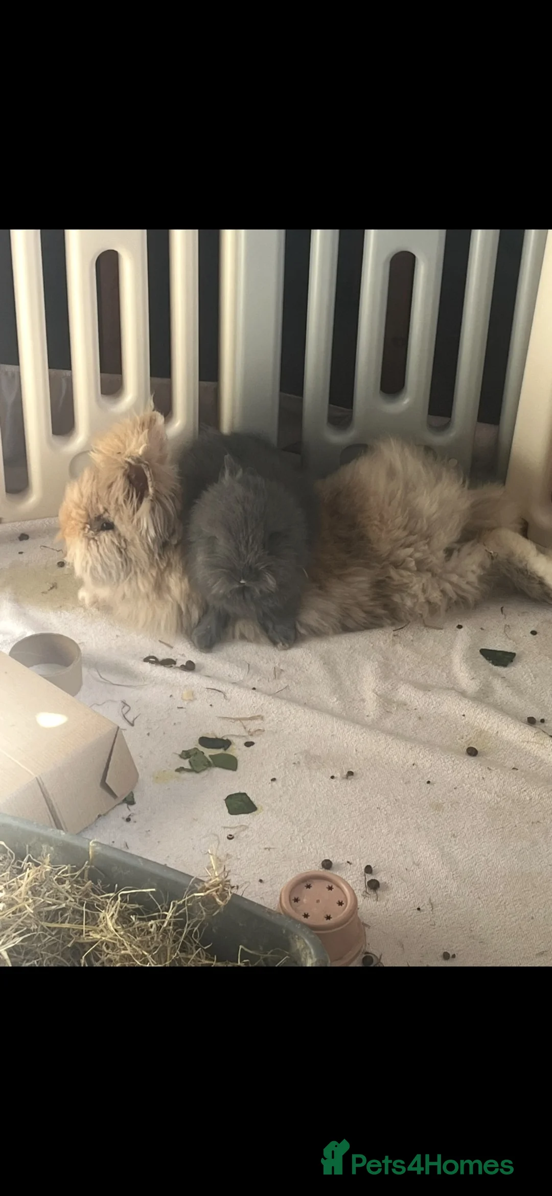 Lionhead rabbits for sale: Double maned lionheads - Advert 4