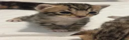 Bengal cats for sale: Beautiful Bengal Mix Kittens🐾 in Bromsgrove - Advert 4