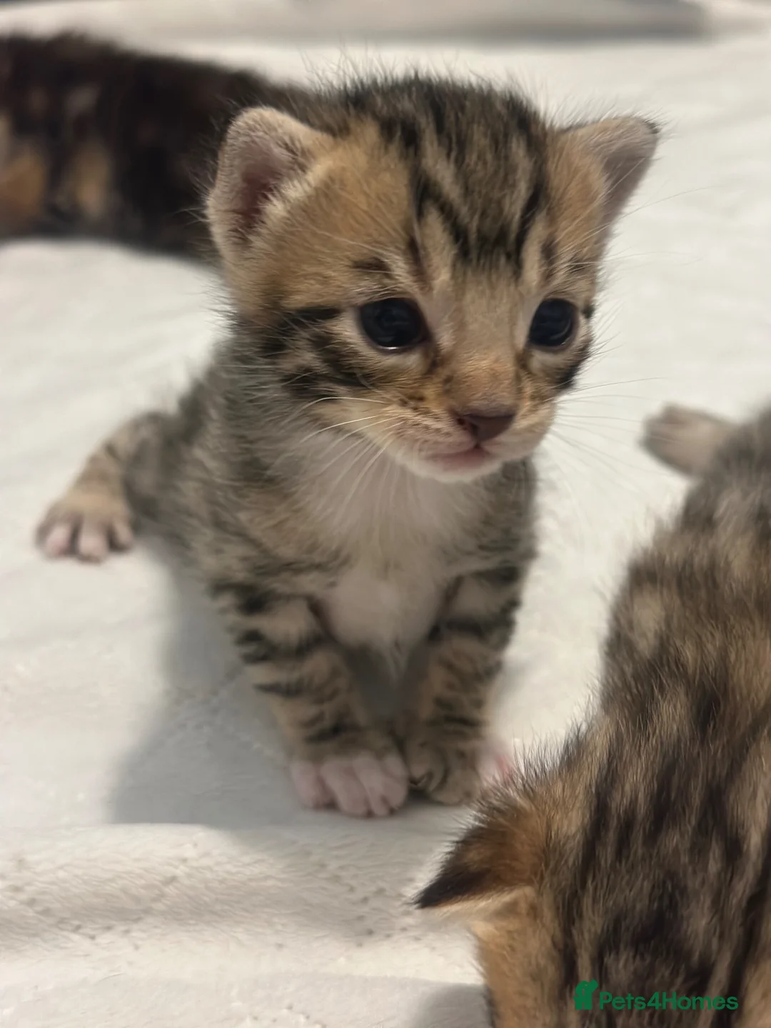 Bengal cats for sale: Beautiful Bengal Mix Kittens🐾 in Bromsgrove - Advert 4