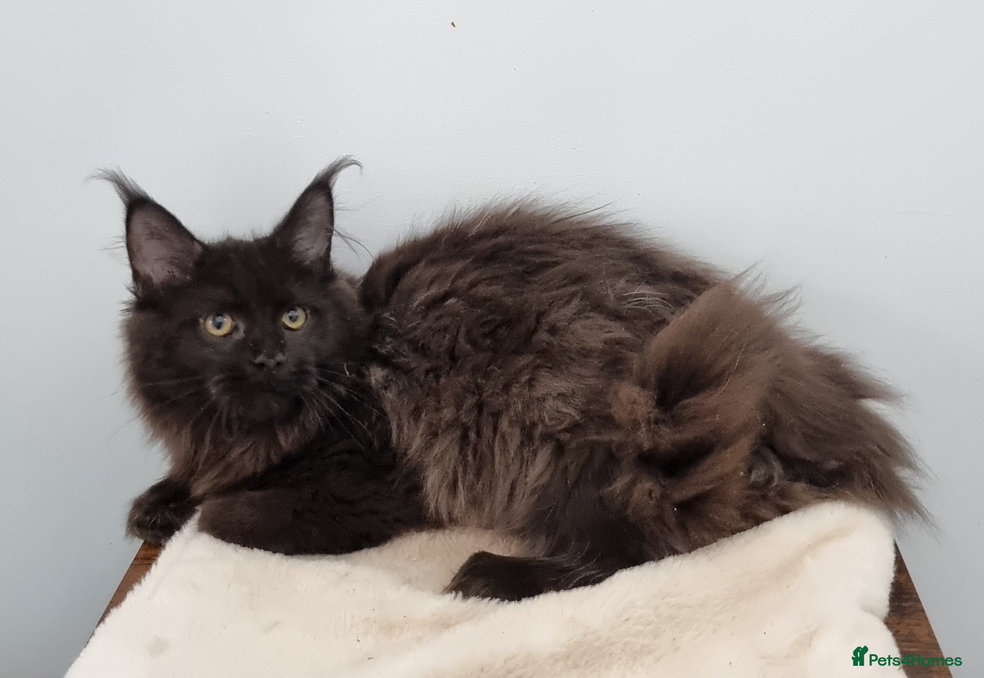 Maine Coon cats GCCF Pedigree Maine Coon Kittens for sale  - Advert 2