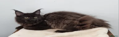Black male
