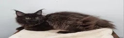 Maine Coon cats for sale: GCCF Pedigree Maine Coon Kittens for sale  - Advert 10