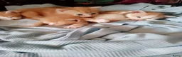 Mixed Breed cats for sale: Ginger kittens - Advert 8
