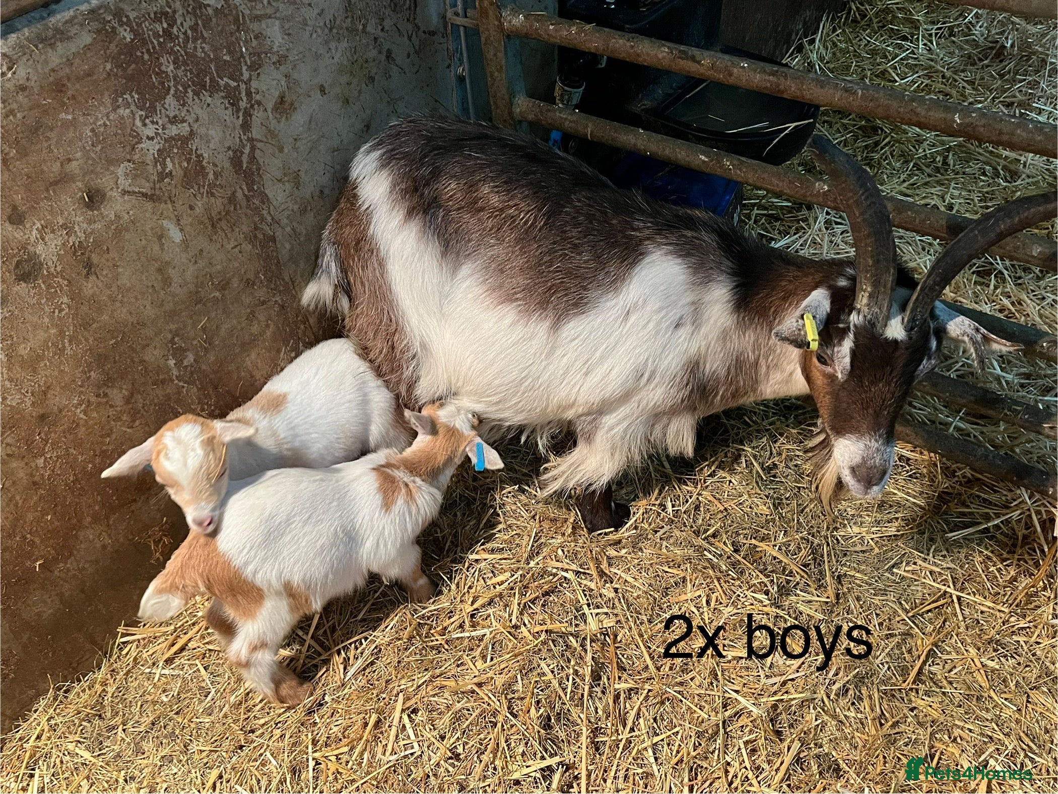 Goats livestock Pygmy goats with kids  - Advert 14
