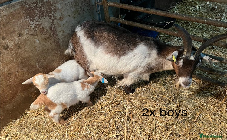 Goats livestock Pygmy goats with kids  - Advert 10