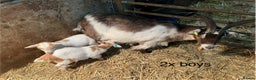 Goats livestock for sale: Pygmy goats with kids  - Advert 1