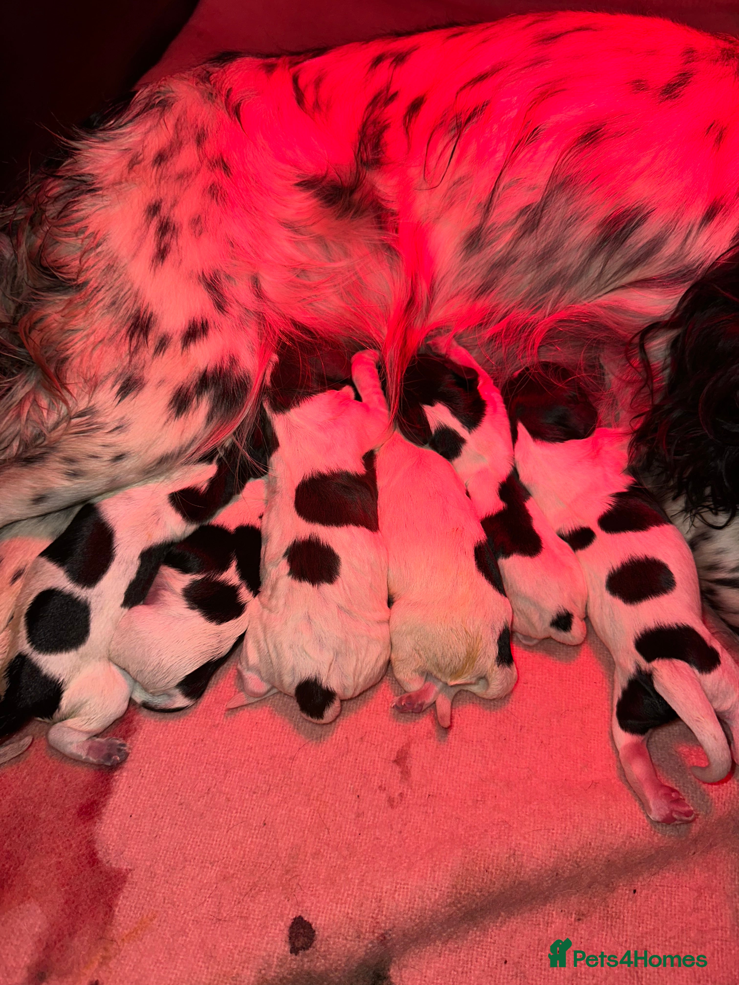 Cocker Spaniel dogs Gamekeeper bred, health tested working cockers - Advert 17