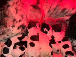 Cocker Spaniel dogs Gamekeeper bred, health tested working cockers - Advert 18