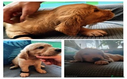 Golden Retriever dogs for sale: 2 girls and 2 boys available! Ready on Monday  - Image 3