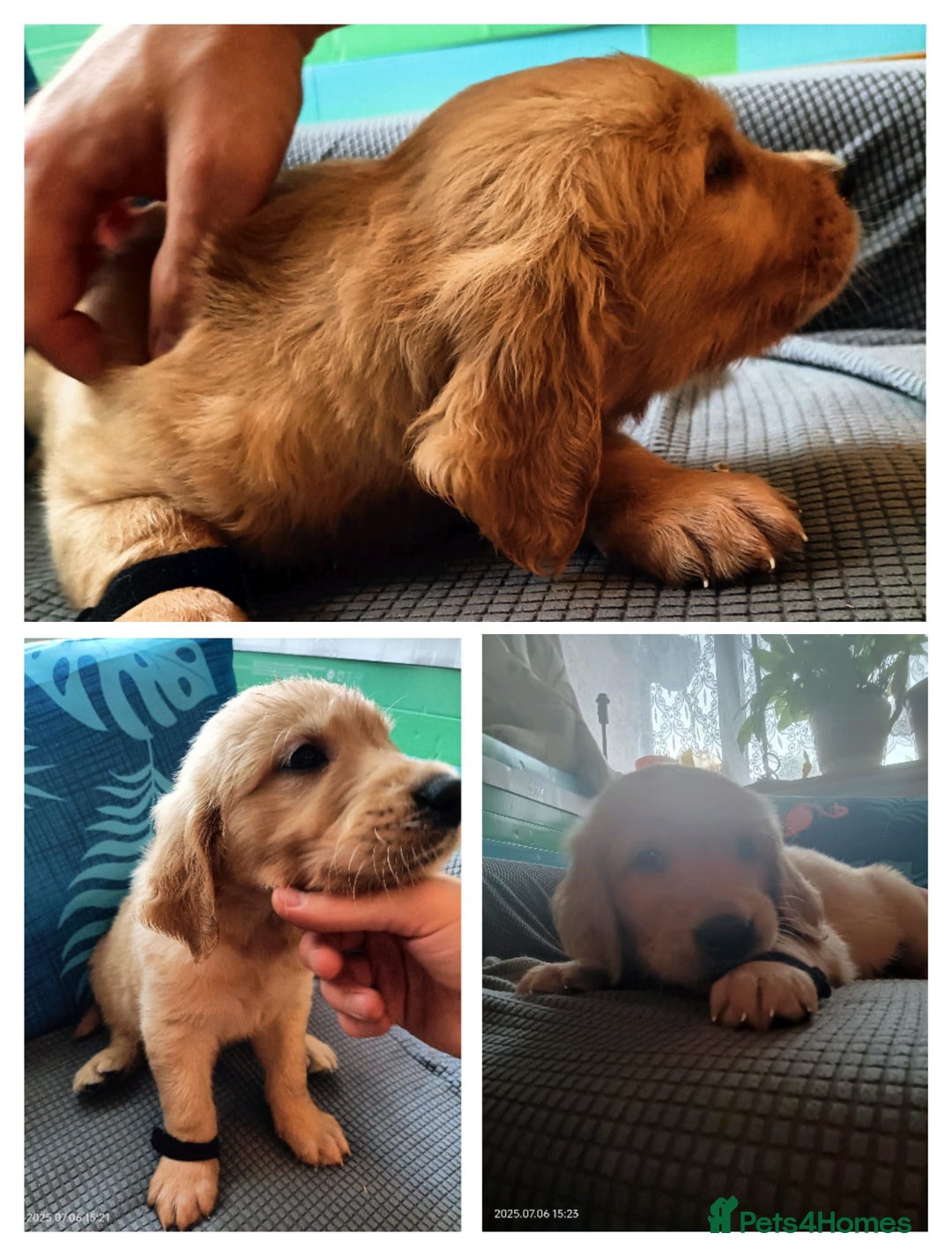 Golden Retriever dogs for sale: 2 girls and 2 boys available! Ready on Monday  - Image 3